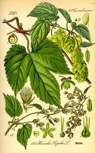 Chmel otáčivý- Humulus lupulus - ilustrace